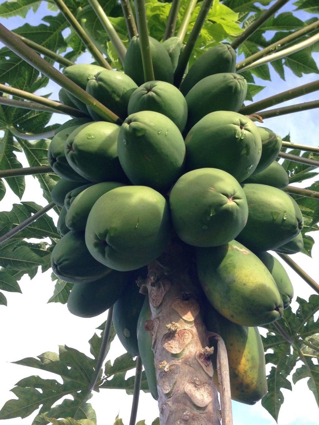 Journal Club Review: Get to know your&nbsp;GMO